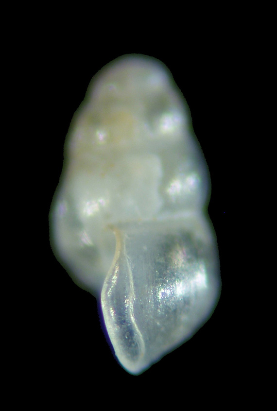 Il genere Setia e Crisilla nel Mediteraneo